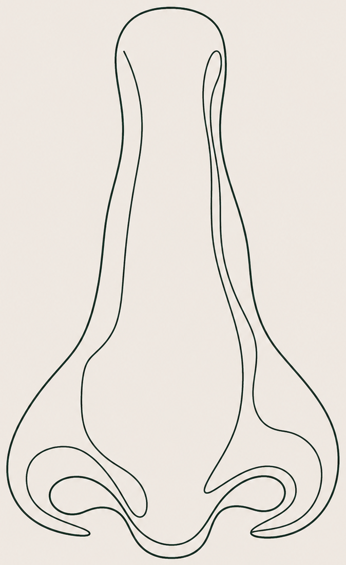 Line drawing of a nose, front view