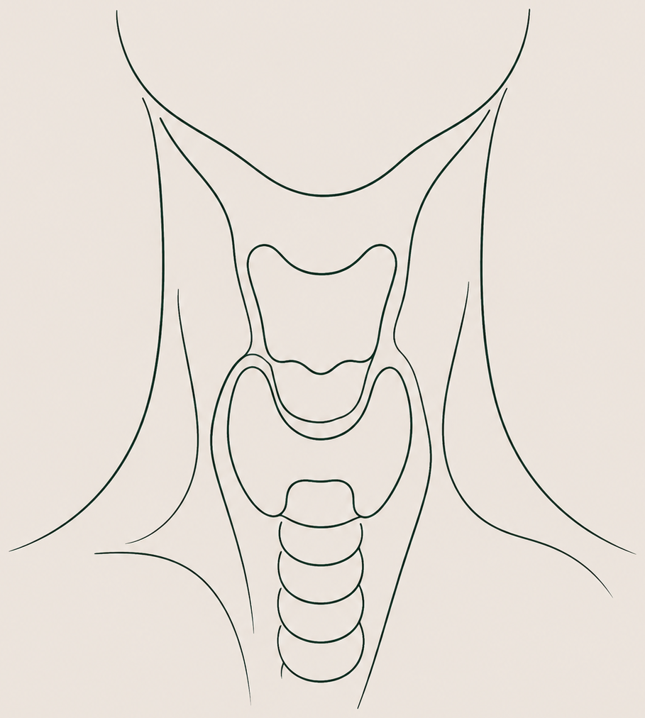 Line drawing of the neck, larynx and thyroid